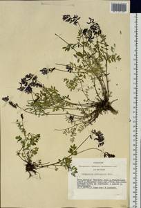 Astragalus norvegicus Grauer, Siberia, Altai & Sayany Mountains (S2) (Russia)