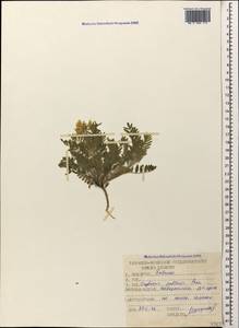 Oxytropis pallasii Pers., Caucasus, Black Sea Shore (from Novorossiysk to Adler) (K3) (Russia)