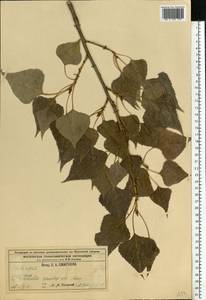 Populus nigra L., Eastern Europe, Moscow region (E4a) (Russia)