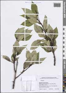 Populus, Eastern Europe, North-Western region (E2) (Russia)