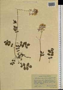 Cardamine macrophylla Willd., Siberia, Western Siberia (S1) (Russia)