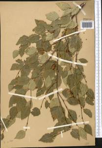 Betula tianschanica Rupr., Middle Asia, Western Tian Shan & Karatau (M3) (Not classified)