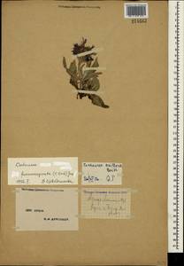 Centaurea fuscomarginata (K. Koch) Juz., Crimea (KRYM) (Russia)