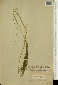 Diplachne fusca subsp. fusca, Africa (AFR) (South Africa)