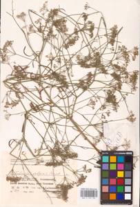 Falcaria vulgaris Bernh., Eastern Europe, Lower Volga region (E9) (Russia)