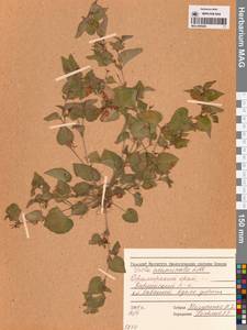 Viola acuminata Ledeb., Siberia, Russian Far East (S6) (Russia)
