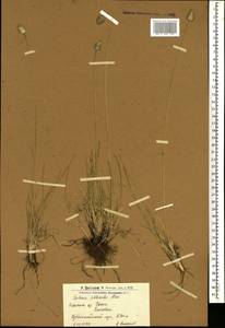 Sesleria phleoides Steven ex Roem. & Schult., Caucasus, Armenia (K5) (Armenia)