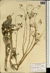 Ferula haussknechtii H.Wolff ex Rech.fil., South Asia, South Asia (Asia outside ex-Soviet states and Mongolia) (ASIA) (Iran)