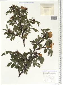 Rosa oxyodon Boiss., Caucasus, Stavropol Krai, Karachay-Cherkessia & Kabardino-Balkaria (K1b) (Russia)