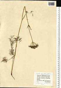 Ostericum tenuifolium (Pall. ex Spreng.) Y.C.Chu, Siberia, Baikal & Transbaikal region (S4) (Russia)