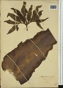 Dracunculus vulgaris Schott, Botanic gardens and arboreta (GARD) (Not classified)