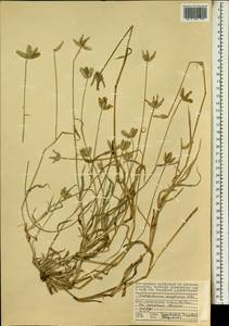 Dactyloctenium aegyptium (L.) Willd., Africa (AFR) (Seychelles)