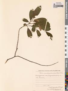 Salix pseudopentandra (Flod.) Flod., Siberia, Chukotka & Kamchatka (S7) (Russia)