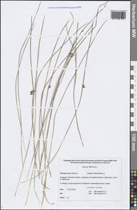 Juncus filiformis L., Siberia, Chukotka & Kamchatka (S7) (Russia)