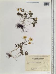 Ranunculus franchetii H. Boissieu, Siberia, Russian Far East (S6) (Russia)