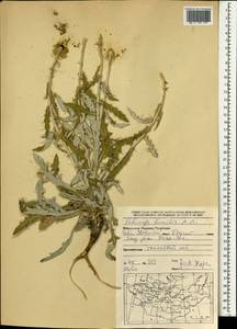 Echinops humilis M. Bieb., Mongolia (MONG) (Mongolia)