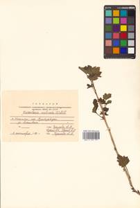 Ribes uva-crispa var. sativum DC., Siberia, Russian Far East (S6) (Russia)