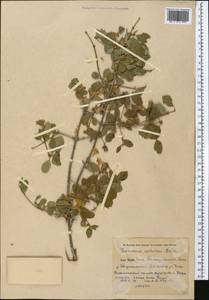 Lonicera nummulariifolia Jaub. & Spach, Middle Asia, Pamir & Pamiro-Alai (M2) (Uzbekistan)