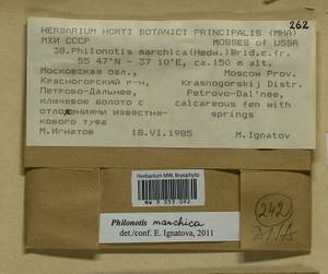 Philonotis marchica (Hedw.) Brid., Bryophytes, Bryophytes - Moscow City & Moscow Oblast (B6a) (Russia)