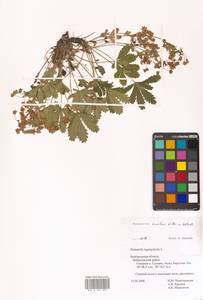 Potentilla humifusa Willd. ex D. F. K. Schltdl., Eastern Europe, Central forest-and-steppe region (E6) (Russia)