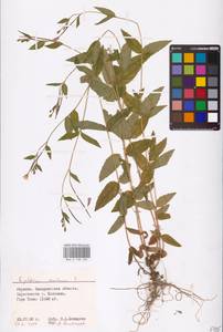 Epilobium montanum L., Eastern Europe, West Ukrainian region (E13) (Ukraine)