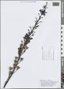 Delphinium elatum L., Siberia, Baikal & Transbaikal region (S4) (Russia)