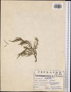 Juniperus sabina L., Eastern Europe, Central region (E4) (Russia)