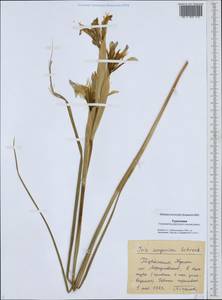 Iris songarica Schrenk, Middle Asia, Karakum (M6) (Turkmenistan)