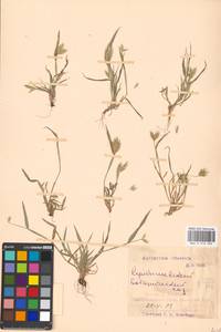 Eremopyrum orientale (L.) Jaub. & Spach, Eastern Europe, Middle Volga region (E8) (Russia)