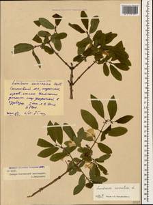 Lonicera caerulea L., Caucasus, North Ossetia, Ingushetia & Chechnya (K1c) (Russia)
