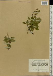 Prunus fruticosa Pall., Eastern Europe, Eastern region (E10) (Russia)