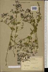 Nepeta ucranica subsp. schischkinii (Pojark.) Rech.f., Caucasus, Armenia (K5) (Armenia)
