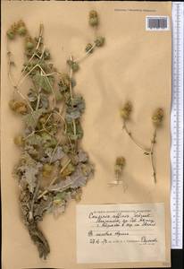 Cousinia affinis Schrenk, Middle Asia, Caspian Ustyurt & Northern Aralia (M8) (Kazakhstan)