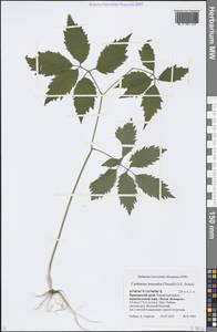 Cardamine leucantha (Tausch) O.E.Schulz, Siberia, Russian Far East (S6) (Russia)