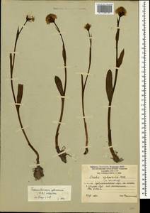 Traunsteinera sphaerica (M.Bieb.) Schltr., Caucasus, South Ossetia (K4b) (South Ossetia)