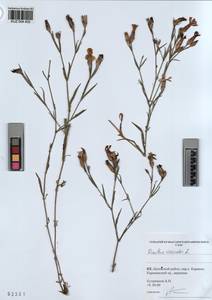 KUZ 004 402, Dianthus chinensis, Siberia, Altai & Sayany Mountains (S2) (Russia)