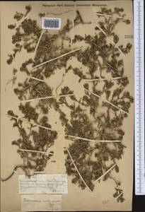 Suaeda aralocaspica (Bunge) Freitag & Schütze, Middle Asia, Muyunkumy, Balkhash & Betpak-Dala (M9) (Kazakhstan)