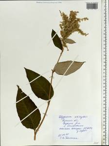 Koenigia weyrichii (F. Schmidt) T. M. Schust. & Reveal, Eastern Europe, Central region (E4) (Russia)