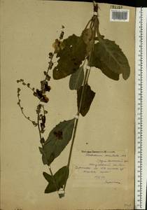 Verbascum marschallianum Ivanina & Tzvelev, Eastern Europe, Middle Volga region (E8) (Russia)