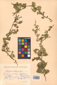 Diphasiastrum sitchense (Rupr.) Holub, Siberia, Russian Far East (S6) (Russia)