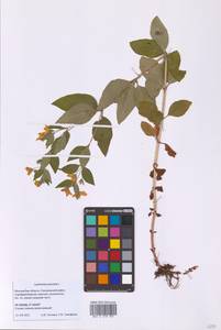 Lysimachia punctata L., Eastern Europe, Moscow region (E4a) (Russia)