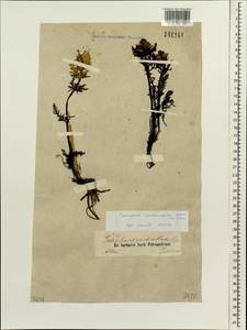 Pedicularis anthemifolia, Siberia, Altai & Sayany Mountains (S2) (Russia)