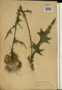 Cirsium vulgare (Savi) Ten., Eastern Europe, Moscow region (E4a) (Russia)