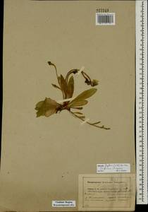 Pilosella flagellaris (Willd.) Arv.-Touv., Eastern Europe, Central region (E4) (Russia)