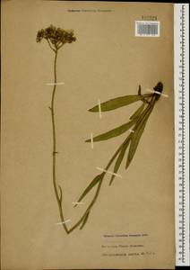 Pilosella echioides subsp. echioides, Caucasus, Stavropol Krai, Karachay-Cherkessia & Kabardino-Balkaria (K1b) (Russia)