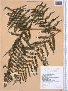 Pteridium aquilinum (L.) Kuhn, Western Europe (EUR) (United Kingdom)