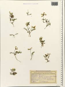 Astragalus alpinus L., Caucasus, Stavropol Krai, Karachay-Cherkessia & Kabardino-Balkaria (K1b) (Russia)
