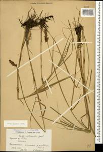 Carex disticha Huds., Caucasus, Armenia (K5) (Armenia)