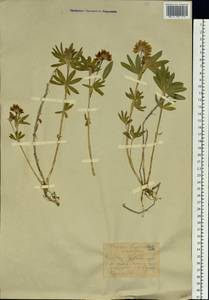 Trifolium lupinaster L., Siberia, Western (Kazakhstan) Altai Mountains (S2a) (Kazakhstan)