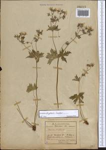 Geranium albiflorum Ledeb., Siberia, Western Siberia (S1) (Russia)